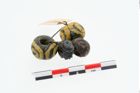 Foto von Glasaugenperle (NHMW-PRAE-026026)